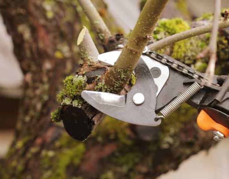 Close-up of long-handled pruning loppers cutting through a small tree branch. The silver blades are positioned around the branch, with moss-covered bark and surrounding twigs visible in the background.