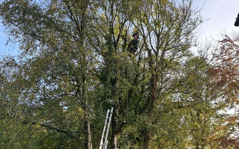 A man uses a chainsaw to cut down a tree in a forested area, surrounded by greenery and fallen leaves.  