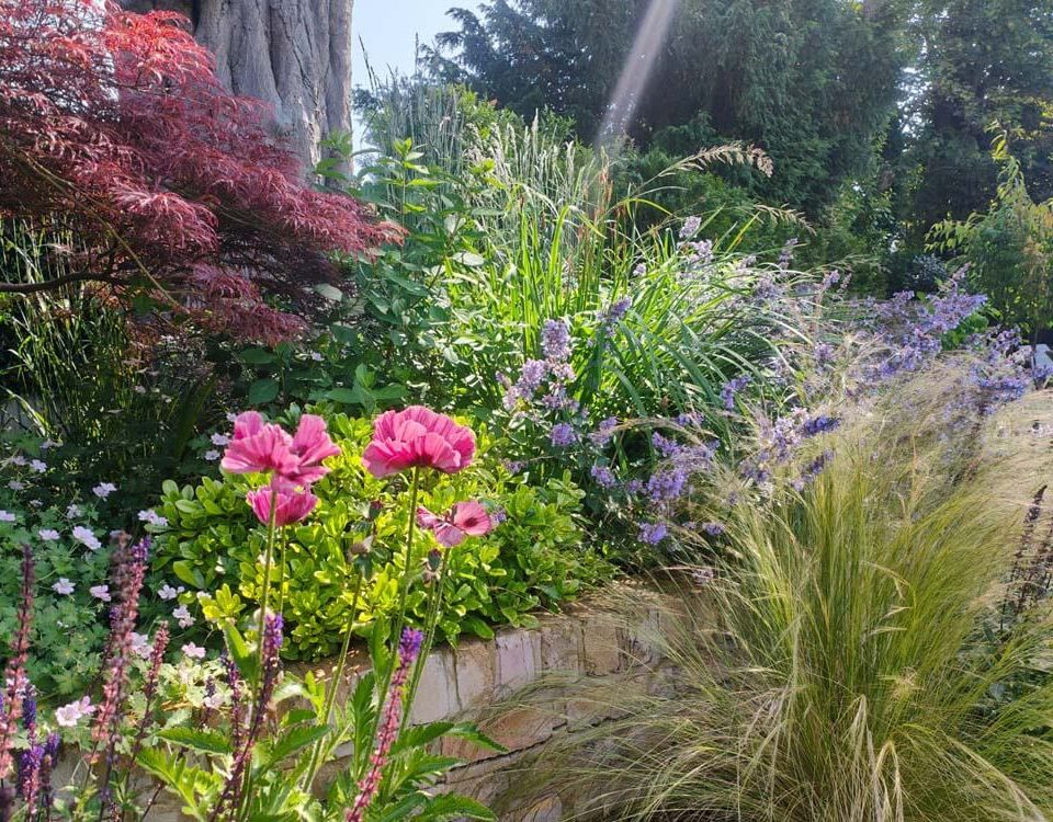 A lush, colorful garden border in soft sunlight, featuring bright pink flowers in the foreground, clusters of purple blossoms, ornamental grasses, and dense green foliage.