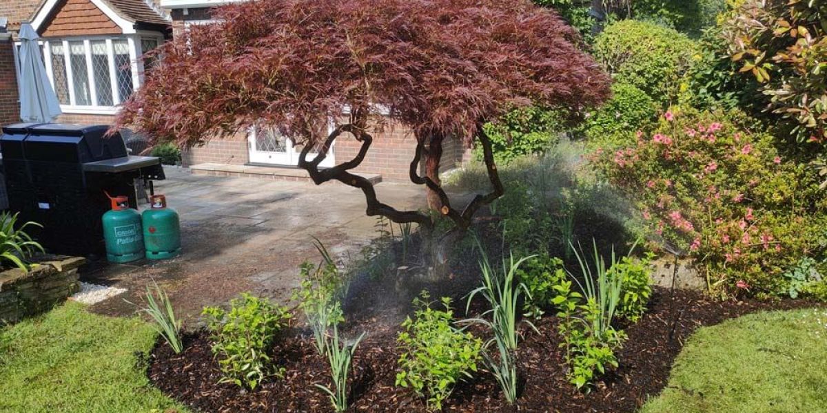 A mature Japanese maple stands in a mulched planting bed surrounded by ornamental plants. Fine sprays from a micro-irrigation system water the garden, with a residential property visible in the background. 