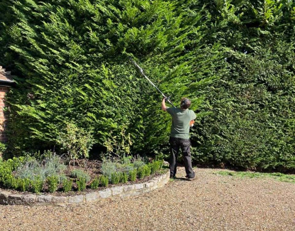 A gardener trims a tall evergreen hedge using a long-reach hedge cutter in a gravel driveway. Curved flower beds and smaller shrubs border the base of the hedge under clear blue skies.