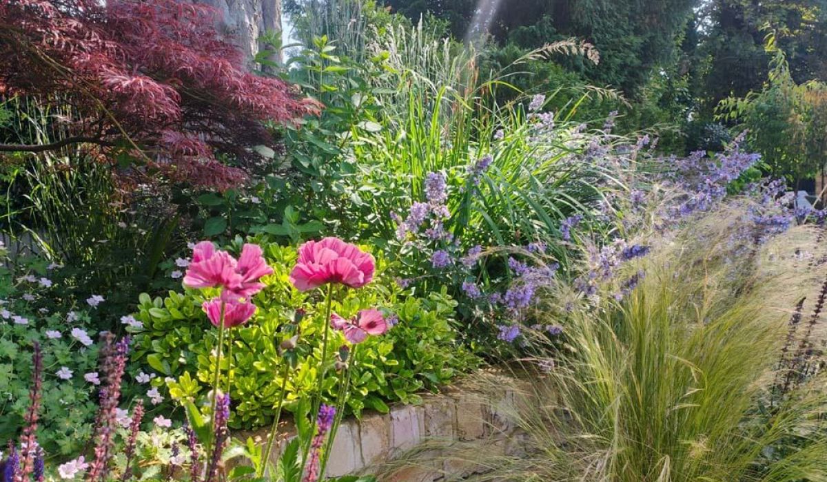 A lush, colorful garden border in soft sunlight, featuring bright pink flowers in the foreground, clusters of purple blossoms, ornamental grasses, and dense green foliage.