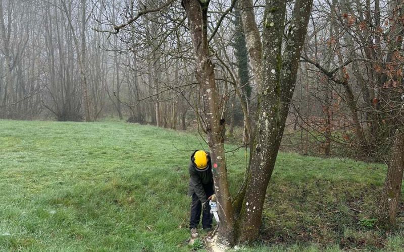 A person using a chainsaw to cut a tree branch, demonstrating tree maintenance or removal techniques.  