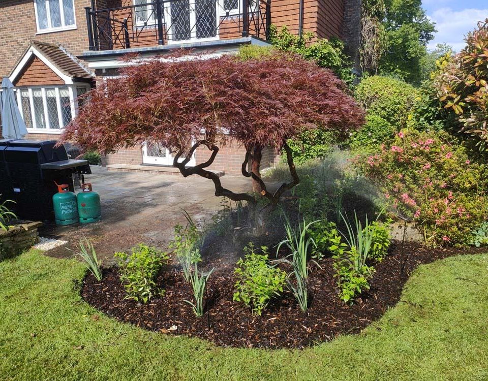 A mature Japanese maple stands in a mulched planting bed surrounded by ornamental plants. Fine sprays from a micro-irrigation system water the garden, with a residential property visible in the background. 