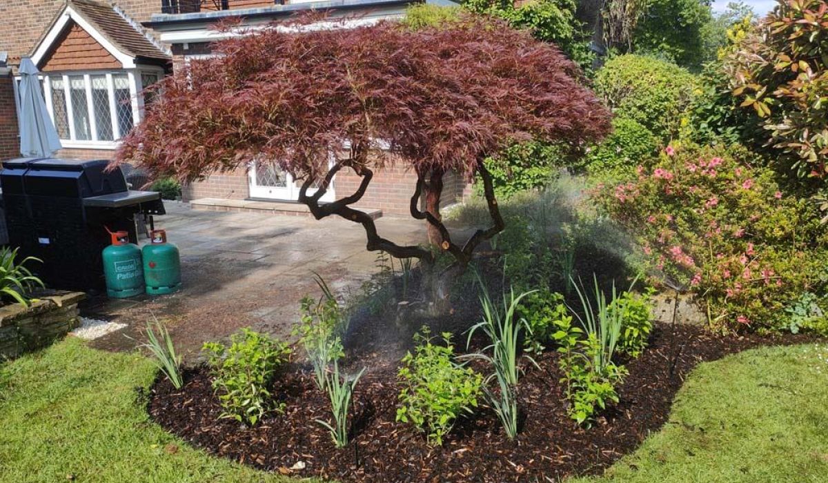 A mature Japanese maple stands in a mulched planting bed surrounded by ornamental plants. Fine sprays from a micro-irrigation system water the garden, with a residential property visible in the background. 