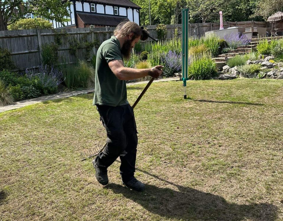 A person in a green polo shirt and dark work trousers rakes a dry, patchy lawn in a sunny landscaped garden.