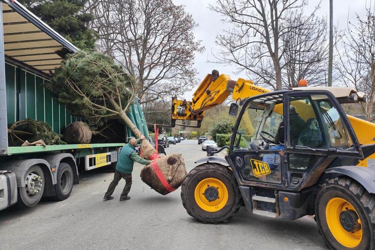A man carefully loading a large tree onto the back of a truck in a sunny outdoor setting.  