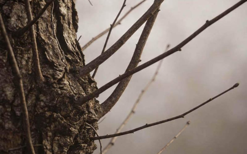 A tree with bare branches stands against a clear sky, showcasing its stark silhouette without any leaves.  